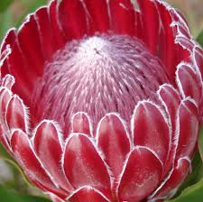 Image result for Protea rupestris