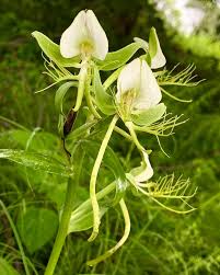 Image result for Habenaria edgarii