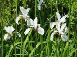 Iris Sibirica Tycoon Sissinghurst Garden Iris Flowers Iris