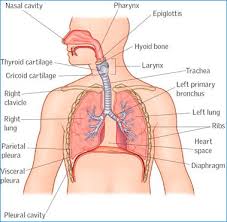 The main organs are the lungs, which work in concert with the cardiovascular system. Respiratory System Part 1 Pulmonary Ventilation