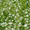 Burning in april or early may is best for native plants. Https Encrypted Tbn0 Gstatic Com Images Q Tbn And9gctkzohyyik9a09i4v0uuf7pqhesjgumgfzqnyi8lleipex1gxw5 Usqp Cau