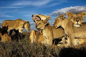 ライオン、群れの王はメス 映画と違う野生の掟 | ナショナル ジオグラフィック日本版サイト