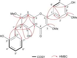 Image result for Sphaerocoryne gracilis