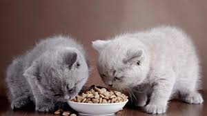 Makanan merupakan hal yang sangat penting untuk kucing. 16 Rekomendasi Merk Makanan Kucing Harga Terbaru 2021