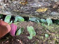Image result for Streptocarpus hirticapsa