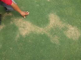 Maybe you would like to learn more about one of these? Grass Turf Matters