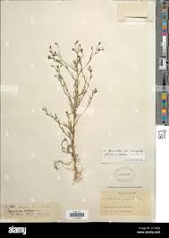 Image result for Schkuhria pinnata