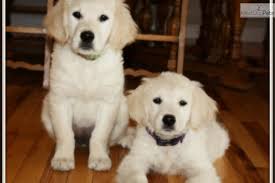 Sometimes, you may find a golden retriever for free in new jersey to a good. Full English Golden Retriever Female Puppy Golden Retrievers For Sale Golden Retriever Female Golden Retriever
