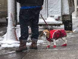 After talking with my vet and three other local vets, i compiled these guidelines. How Cold Is Too Cold For Pets Mpr News