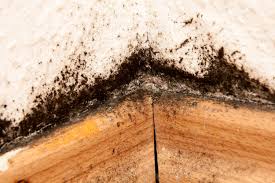 Sichtbar wird schimmel in der wohnung erst, wenn in den ecken des zimmers und in der nische unter der fensterbank dunkle flecken sichtbar werden. Schimmel Im Gebaude Was Wachst Da Eigentlich