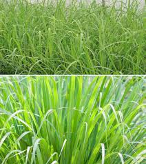 We did not find results for: Growing Lemongrass Hydroponically A Full Guide Gardening Tips