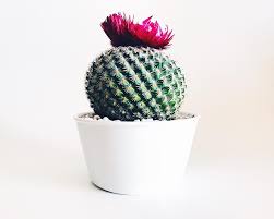Real cacti flowers are soft. The Mystery Of The Fake Cactus Flowers Ok Whatever