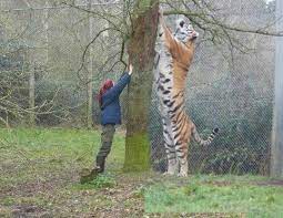 According to a study carried out in the 1990s, its distribution seems to be related to the distribution of its favorite prey. A Comparison Of A Human With A Siberian Tiger Interestingasfuck