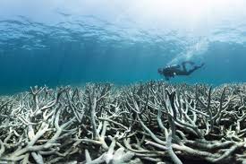 Great definition, unusually or comparatively large in size or dimensions: Great Barrier Reef Erneut Von Bleiche Betroffen Klimareporter