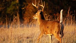 Odocoileus virginianus, grazing in field during spring Outdoors What Do We Really Know About Whitetails