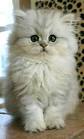 What Are the Cutest Cat Breeds? | Petfinder