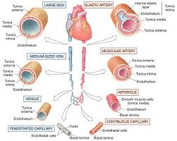 Vascular Tree Anatomy Physiology Blood Vessels Anatomy