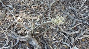 Image result for Ledebouria macowanii