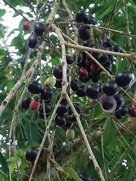 Gulab jamun fruit and tree uses