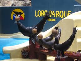Resultado de imagen de imagenes de loro parque