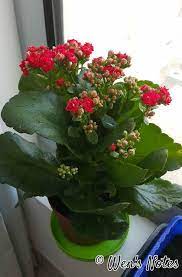 Know the names of 17 best flowering succulents that you can grow indoors and outdoors for their common names: Kalanchoe Care Plants Inside Plants Kalanchoe Flowers