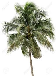This photo is about coconut, coconut tree, fruit juice. Single Coconut Tree With Fruit Isolated On White Background Stock Photo Picture And Royalty Free Image Image 33678328