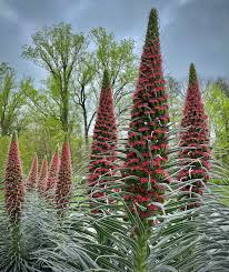 Image result for Echium