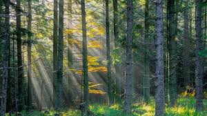 arbre