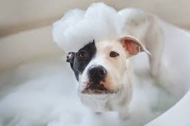 Our team is committed to providing the best care and believes every pet should be treated with love and. Veterinarian In Abilene Tx Big Country Veterinary Clinic