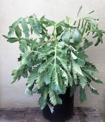 Image result for Melianthus major