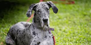 Merle great dane