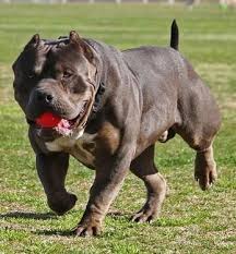 Extreme Tri American Bully Jpg 347 375 Bully Dog Kangal Dog Dog Pounds