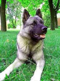 Image result for norský losí pes šedý