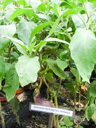 Galantine burung puyuh diisi dengan truffle hitam pada sarang daun bawang goreng dan herbal. Terung Definition And Synonyms Of Terung In The Malay Dictionary