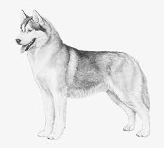Especially the white german shepherd husky mix has more qualities inherited from its parent breeds gsd and siberian husky. Siberian Husky German Shepherd Dog Mix Husky Dog Sketch 700x700 Png Download Pngkit