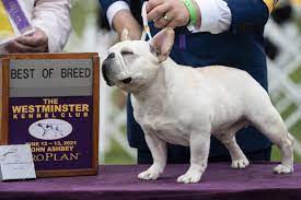 Check spelling or type a new query. Big Winning Whippet Pekingese Face Off At Westminster Show