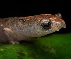 Image result for Sopubia lanata