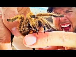 Image result for Tarantula Bite