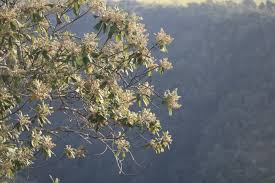 Image result for Tarchonanthus trilobus