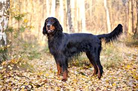 En type bebyggelse som oppsto for å utnytte beitet i områder som ikke egnet seg til helårsbosetning. Seter Szkocki Gordon Gordon Setter Rasy Psow Psy Pl