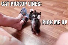 Cat Pickup Lines Pick Me Up Funny Animal Pictures Funny Animals Cute Animals