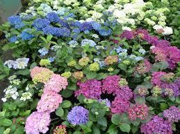 Dwarf Hydrangea Nz Google Search Hydrangea Dwarf Hydrangea Plants