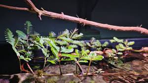 Image result for Neptunia oleracea