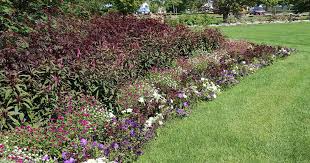 Get the best deals on full sun perennial flowers & plants. Perennial Ground Covers For Sunny Gardens