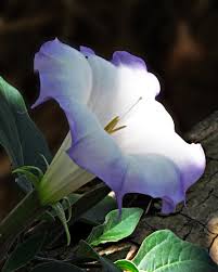 Image result for Datura