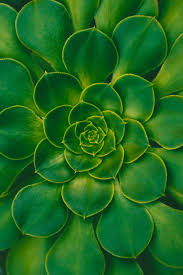 Check spelling or type a new query. Plant Succulent Green Leaves Symmetry Hd Mobile Wallpaper Peakpx