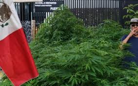 Han dado un paso adelante para legalizar el cannabis en 2020. Marijuana Legalization Rushed By Activists In Mexico The Yucatan Times