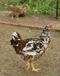 Black And White Speckled Chicken Breed This Aloha Hen Looks Much Like A Speckled Sussex But Has The Proper Yellow Legs That Are Desired In The Aloha Breed Chicken Breeds Java Chicken Chicken Flock
