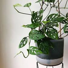 Image result for Pteronia acuminata