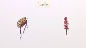 Per definition ist parasitismus, wo der parasit in (oder auf) einem wirt lebt und den wirt schädigt. Parasitismus Extreme Uberlebensstrategie Inkl Ubungen